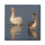 White Pelican, Brown Pelican magnets