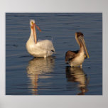 White Pelican, Brown Pelican Poster