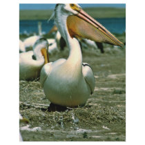 White Pelican flyers by animalpark White Pelican flyers