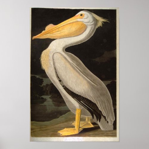 White Pelican, John James Audubon print