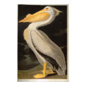White Pelican, John James Audubon posters
