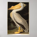 White Pelican, John James Audubon posters