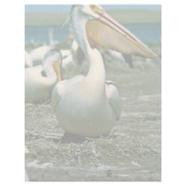 White Pelican letterhead by animalpark White Pelican letterhead