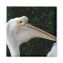 White pelican magnets by Yarijik White pelican magnets