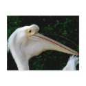 White pelican postcards by Yarijik White pelican postcards