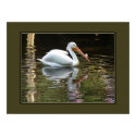 White Pelican posters