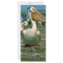 White Pelican Rack Card Template