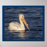 White Pelican - Side Portrait Poster