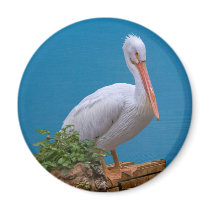 White Pelican Standing Magnet by GrandmaDee White Pelican Standing Magnet