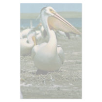 White Pelican Stationery
