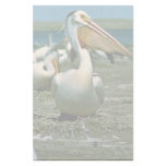 White Pelican Stationery