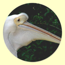 White pelican stickers