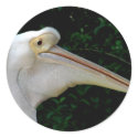 White pelican stickers by Yarijik White pelican stickers
