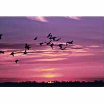 White Pelicans and Evening Sun photo sculptures by animalpark White Pelicans and Evening Sun photo sculptures