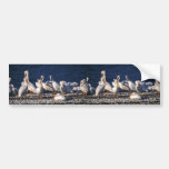 White Pelicans Bumper Sticker