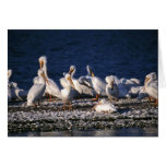 White Pelicans Greeting Cards