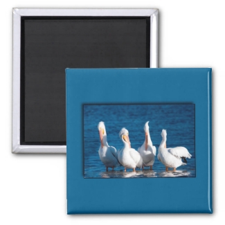 White Pelicans magnets