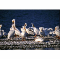 White Pelicans photo sculptures