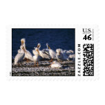 White Pelicans Postage Stamps