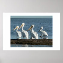 White pelicans. posters