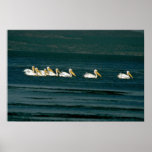 White Pelicans Print