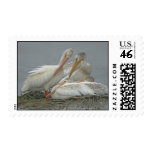 White Pelicans Stamp