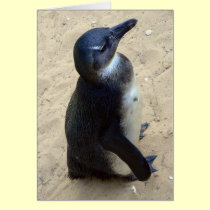 White penquin cards
