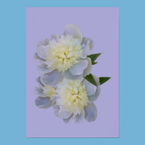 White Peonies on Lavender Print posters