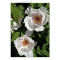 white peonies pair cards