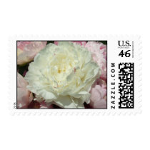 White Peonies / Peony  Pink Wedding Postage Stamps stamps