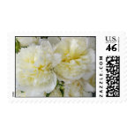white, peonies, spring, flower, wedding