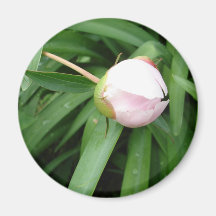 White Peony Bud Magnets