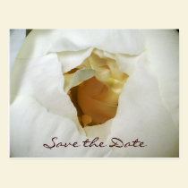 White Peony  Card postcards