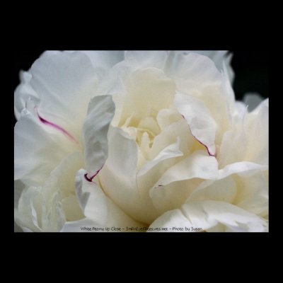 White Peony Flower Photo Poster Print by SmilinEyesTreasures