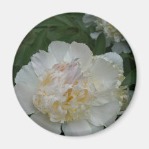 White Peony Magnets