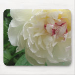White Peony White Peony