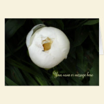 White Peony Notecards cards