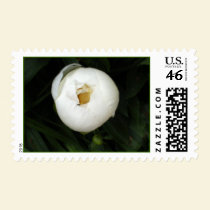 White Peony Postage stamps