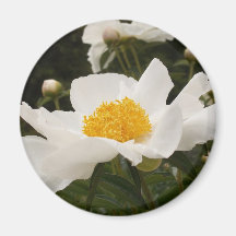 White Peony Refrigerator Magnet