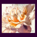 White Peony Watercolor Poster Print