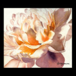White Peony Watercolor Poster Print