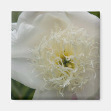 White Peony | Weisse Pfingstrose Refrigerator Magnet