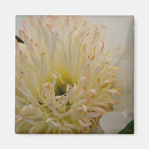 White Peony | Weisse Pfingstrose Magnet