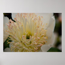 White Peony | Weisse Pfingstrose Posters