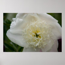 White Peony | Weisse Pfingstrose Print