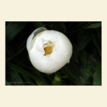 White Peony with Ants Poster posters