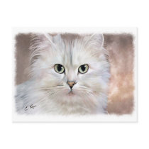 White persian Cat Postcard