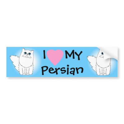 White Persian Cat w/ Blue Eyes