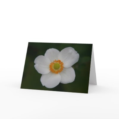white petals greeting cards by cardart