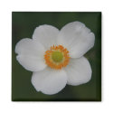 white petals magnet